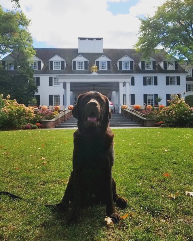 Apart from its ties to america’s early history, boston also hosts its fair. The Best Dog Friendly Vacations In New England According To Dogs Tiny Trips