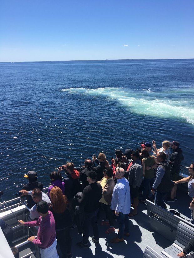 Whale watching & sites follow the whale trail while you're in the greater boston area. Boston Whale Watch Kendra Mack