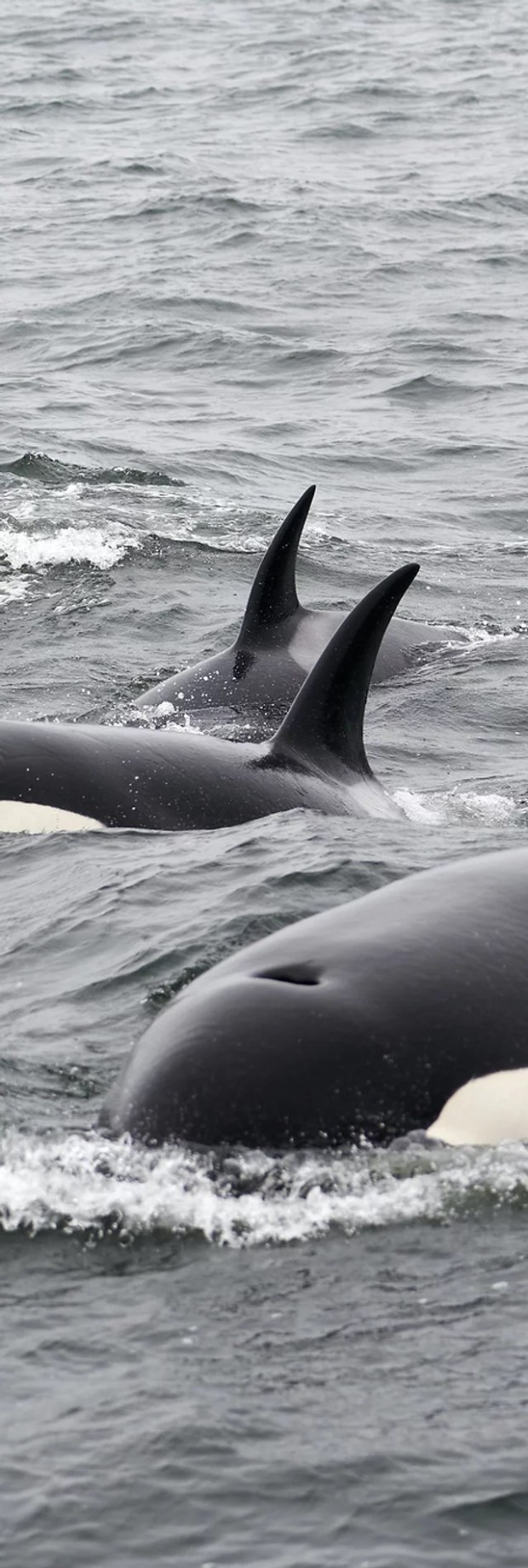 Then with time to visit various feeding spots and the return trip, your entire voyage will be between 3 and 4 hours long. Whale Watching Outer Island X