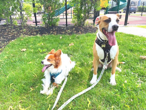 The only way vacation could get any better is if you didn’t have to leave your pet behind. Our Blog Dog Training Help And Resources Boston Fetch